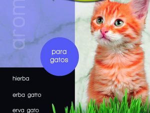 Hierba para gatos