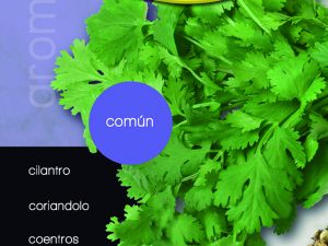 Cilantro común