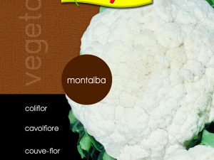 Coliflor montalba