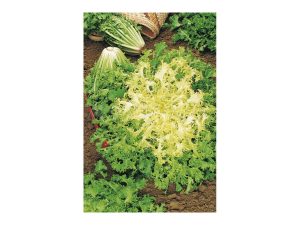 Escarola rizada cabello angel