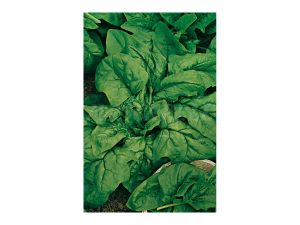 Espinaca gigante de invierno