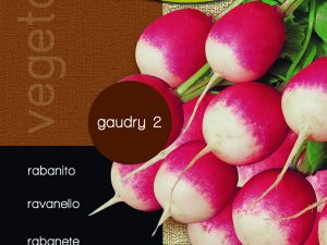 Rabanito gaudry 2