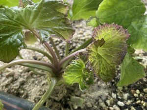 Wasabi eutrema japonica