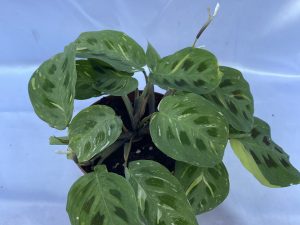Maranta luconera variegada