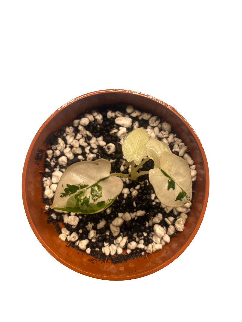 Alocasia frydek variegata