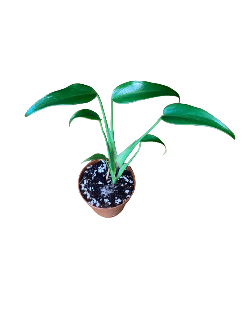 Monstera Burle Marx Flame