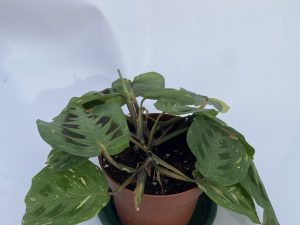 Maranta luconera variegada