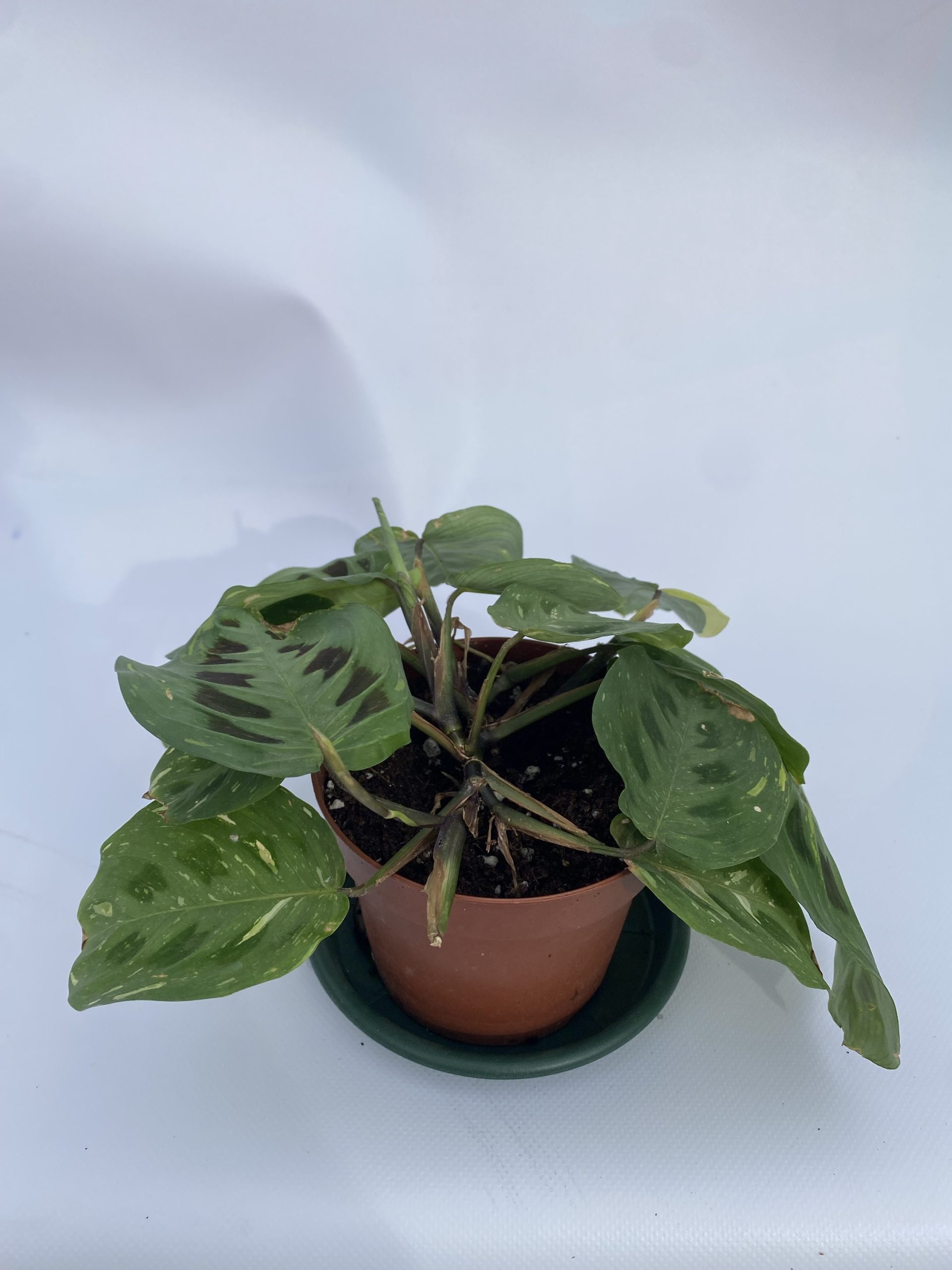 Maranta luconera variegada