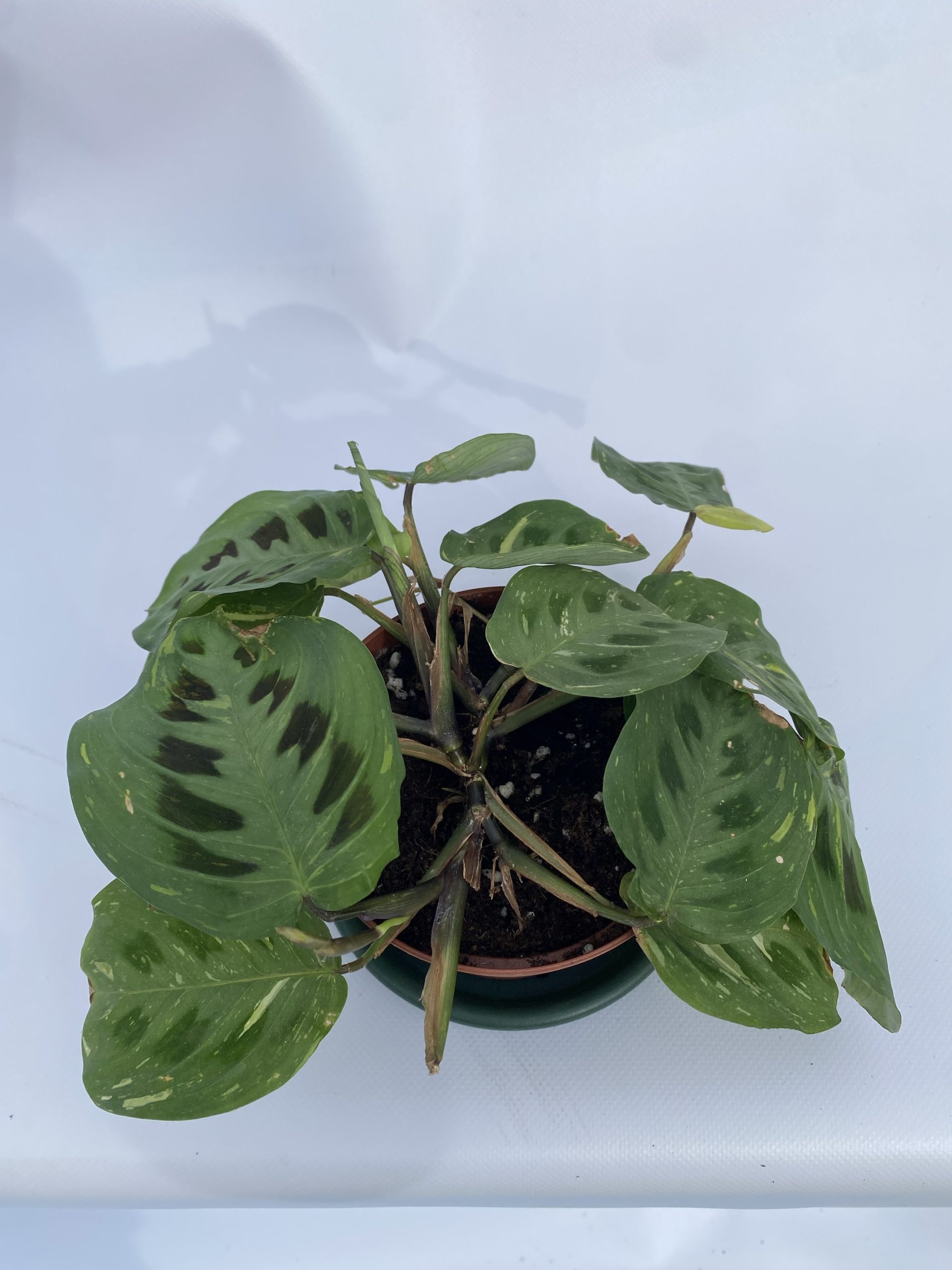 Maranta luconera variegada - Imagen 2
