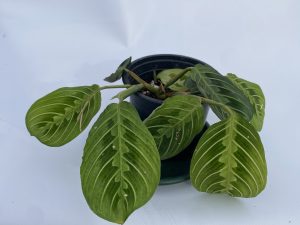 Maranta lemon lime
