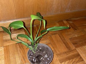 Monstera Burle Marx Flame