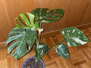 Monstera thai constellation creme brulee