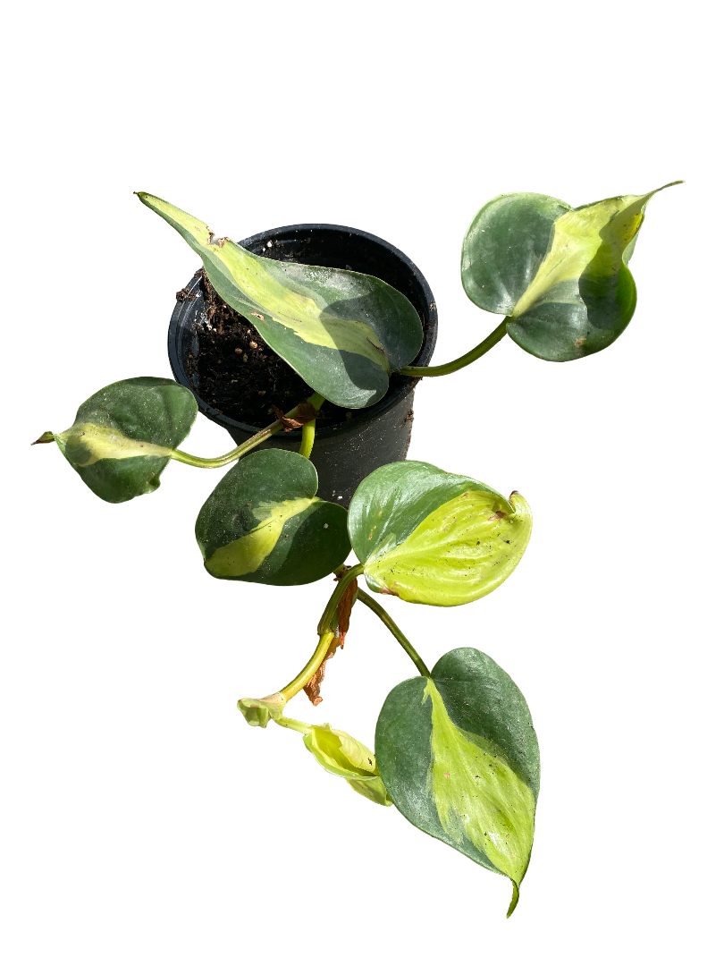 Philondendron de Brasil