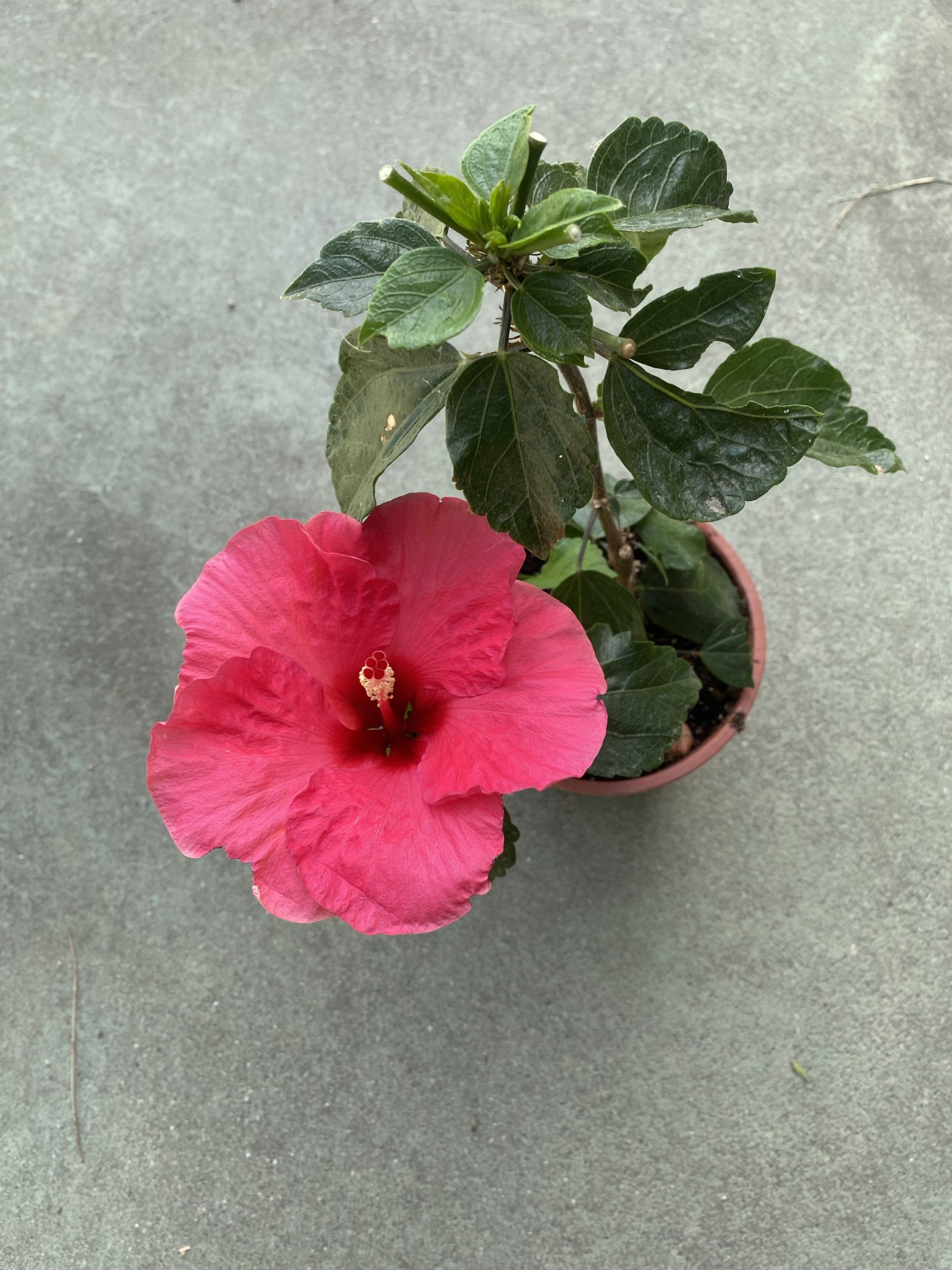 Hibiscus sinensis rojo - Imagen 3