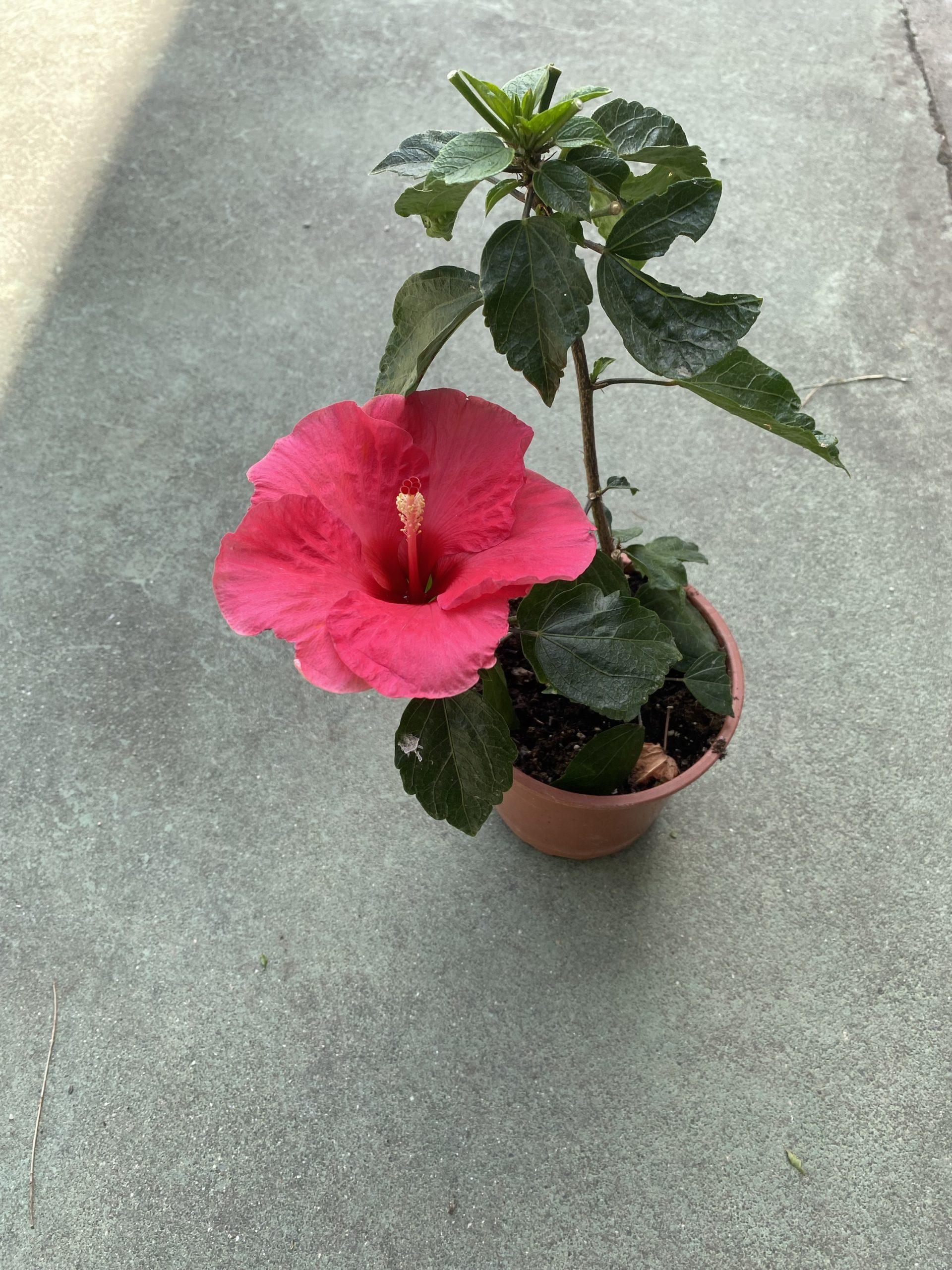 Hibiscus sinensis rojo - Imagen 2