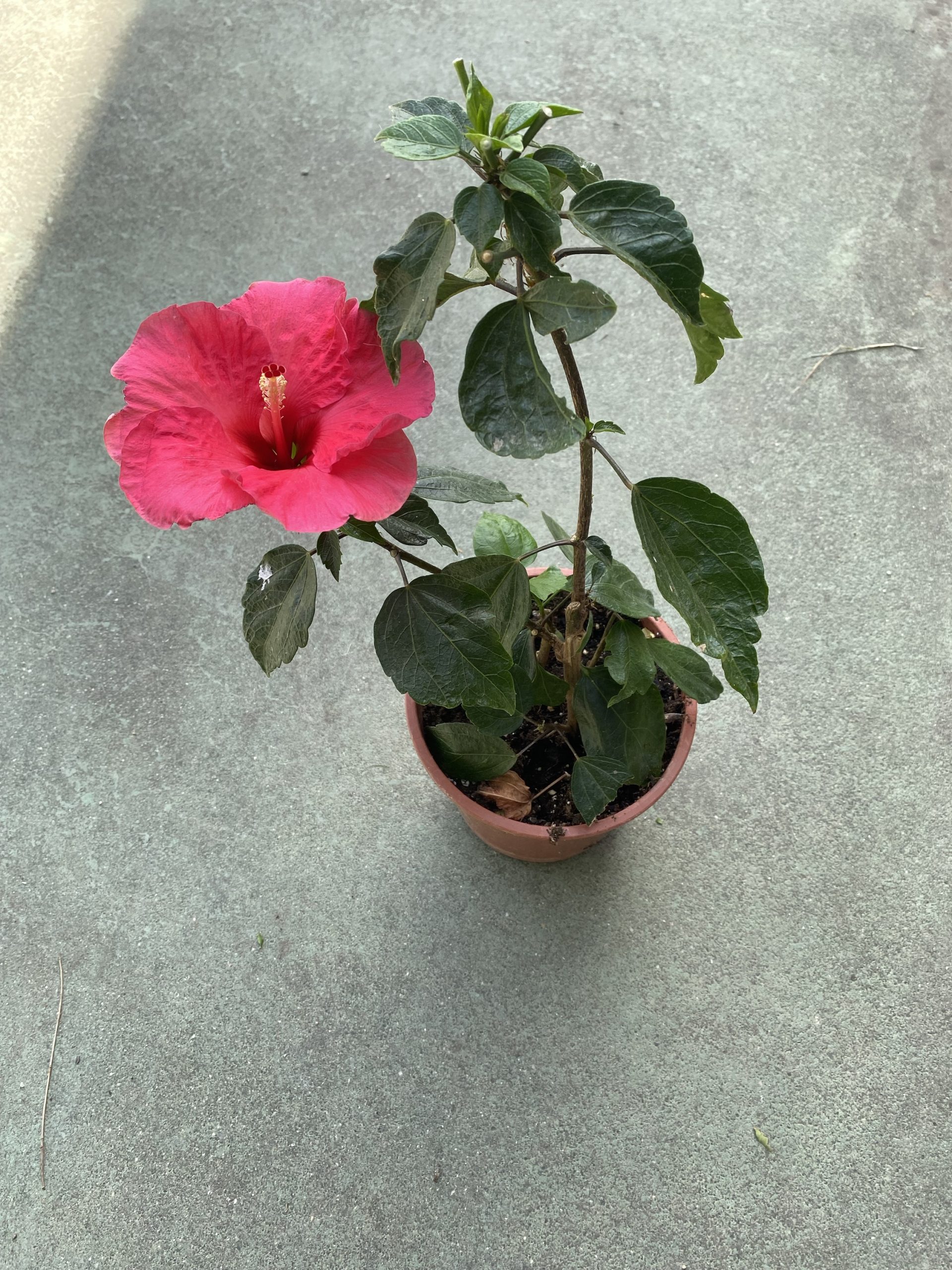 Hibiscus sinensis rojo