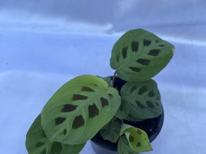Maranta kechovena