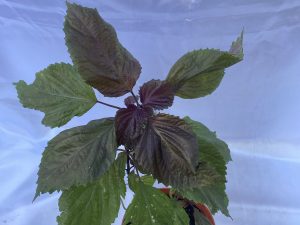 Shisho rojo 
Perrilla