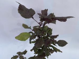 Shisho rojo 
Perrilla