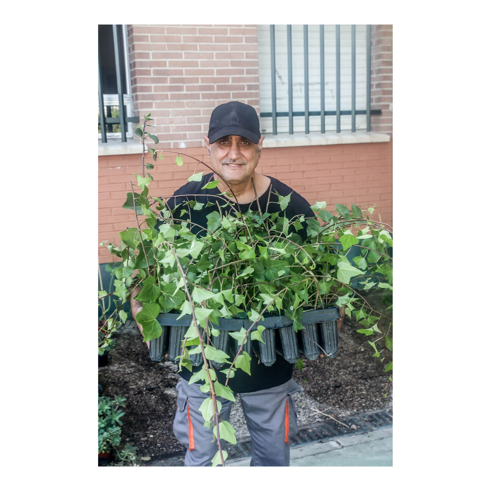 Alumno de practicas con esquejes de hiedra