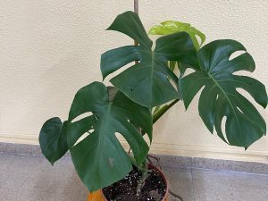 Soporte con ruedas para mover plantas