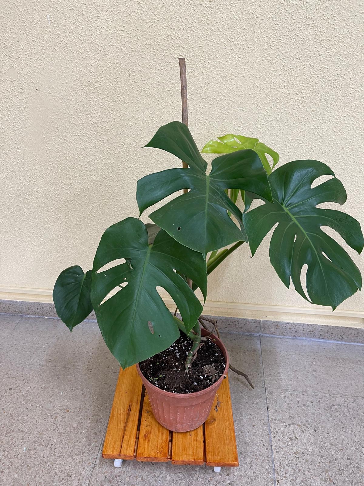 Soporte con ruedas para mover plantas