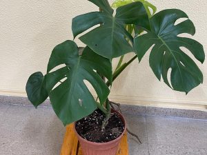 Soporte con ruedas para plantas