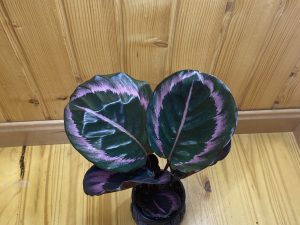 Calathea roseopicta