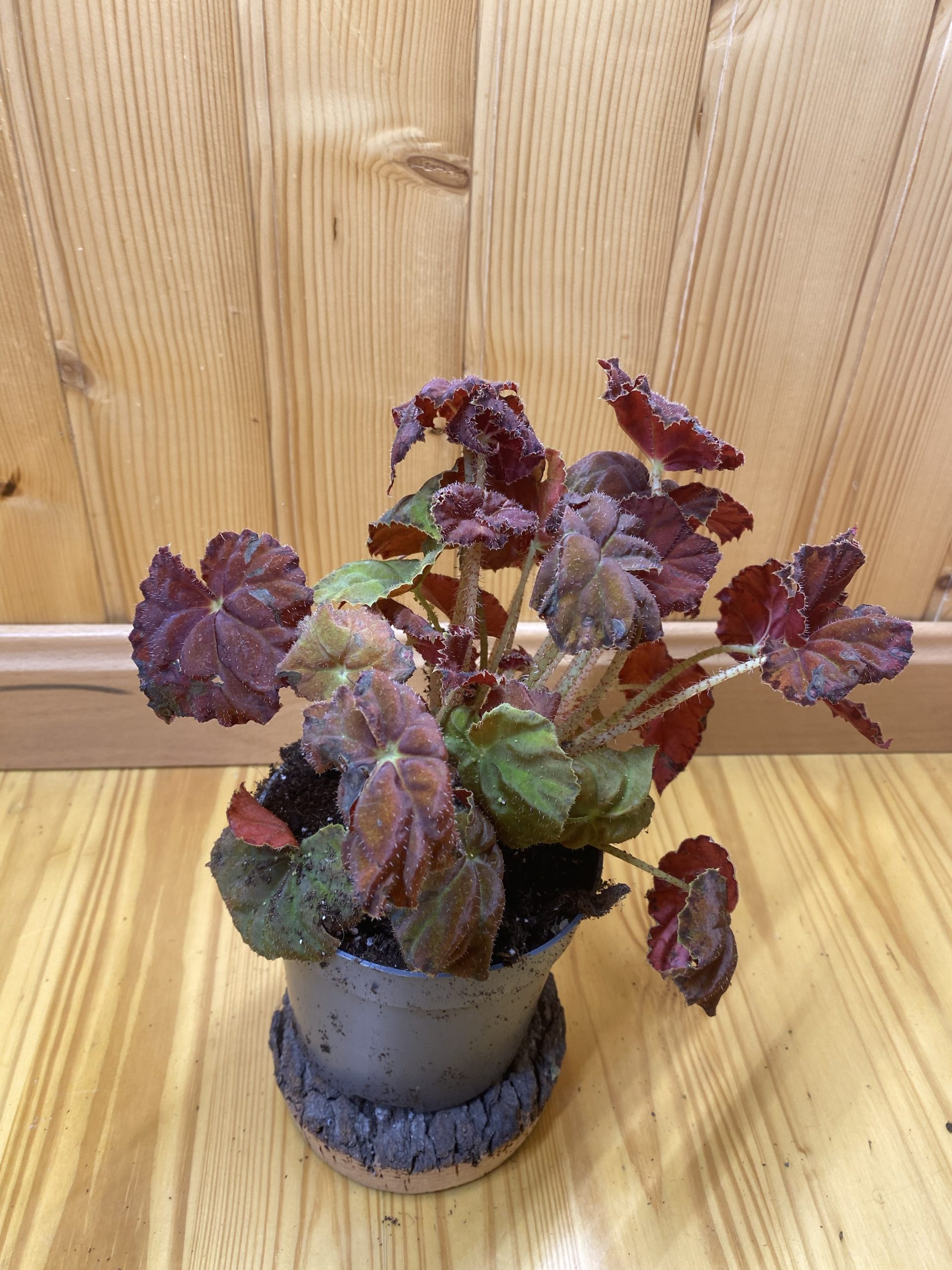 Begonia amber autumn - Imagen 2