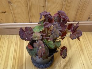 Begonia amber autumn