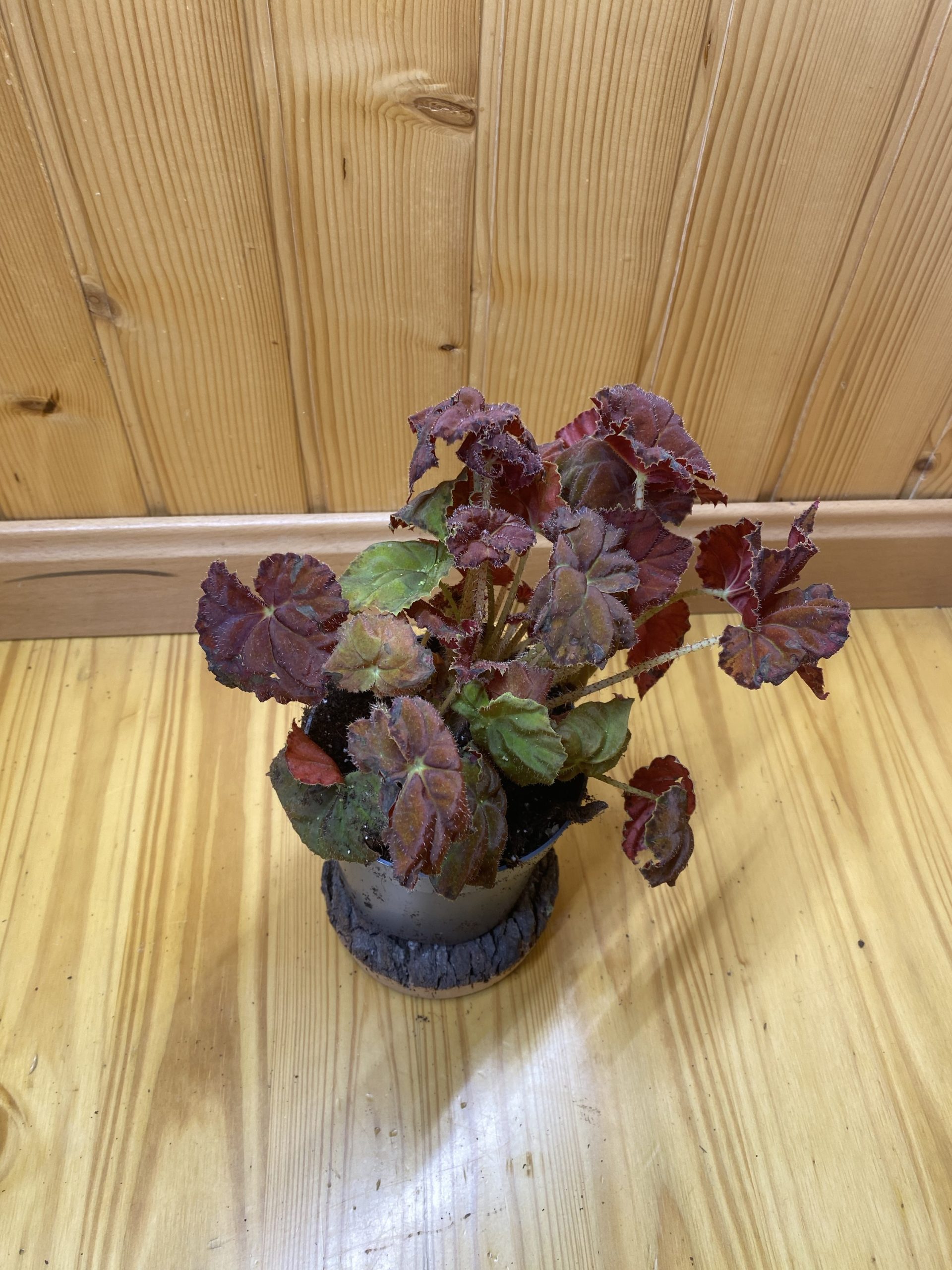 Begonia amber autumn