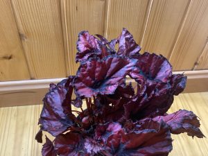 Begonia rex red kiss