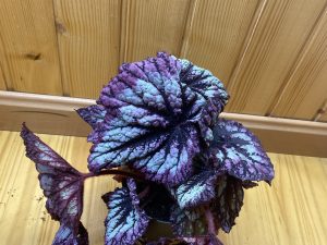Begonia rex fireworks
