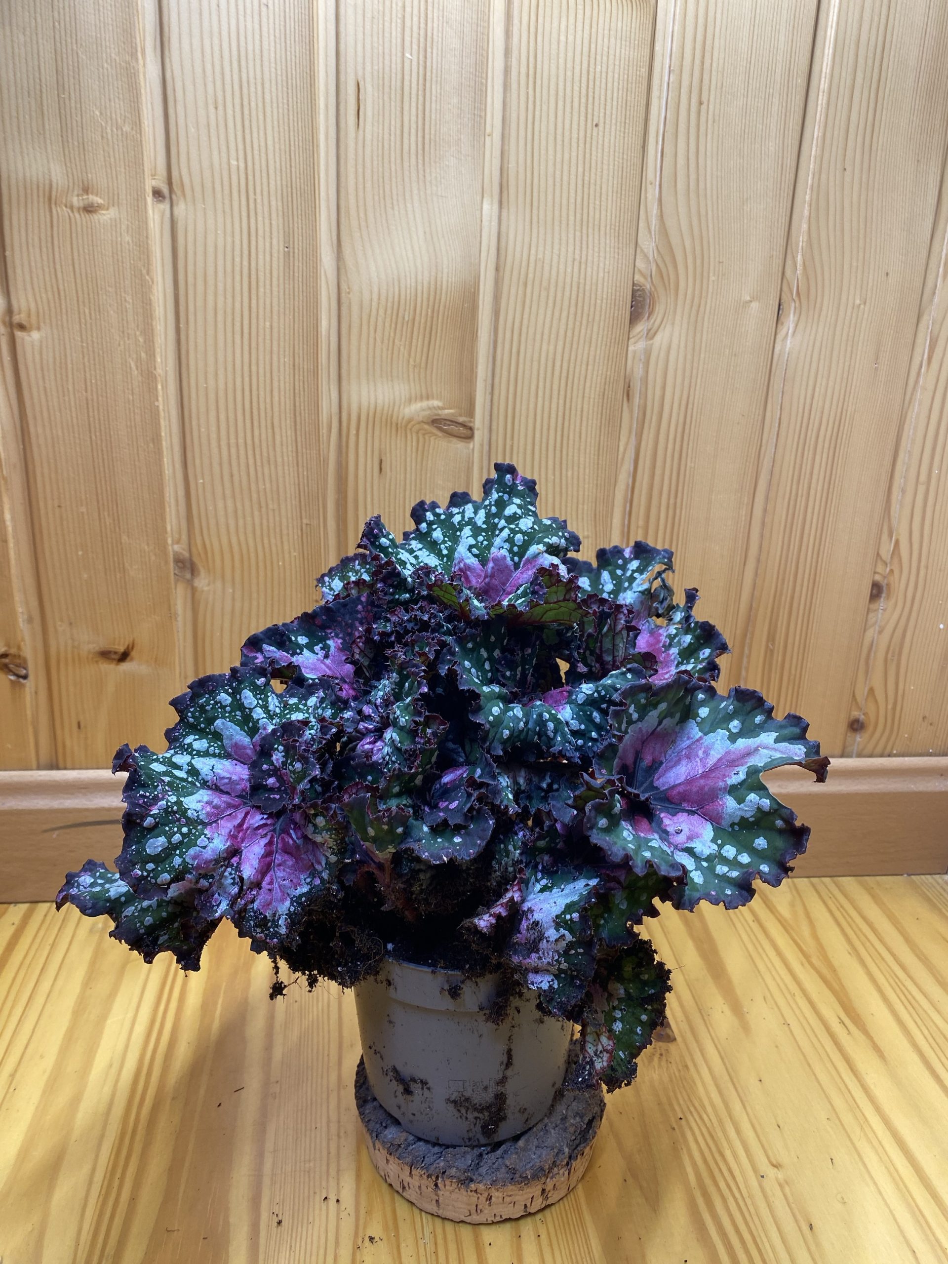 Begonia rex jungle - Imagen 3