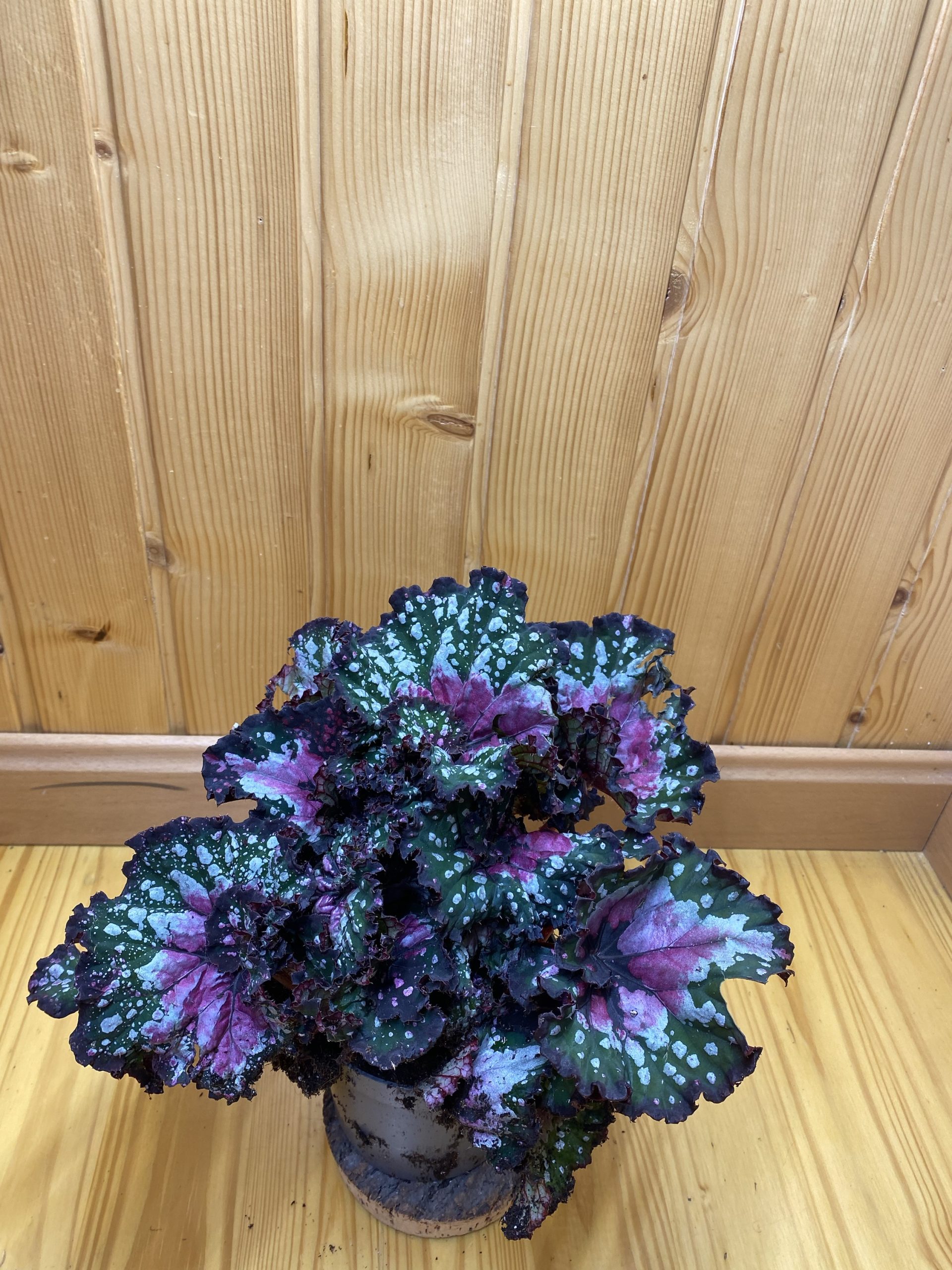 Begonia rex jungle - Imagen 2