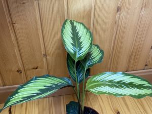 Calathea ornata beuty star