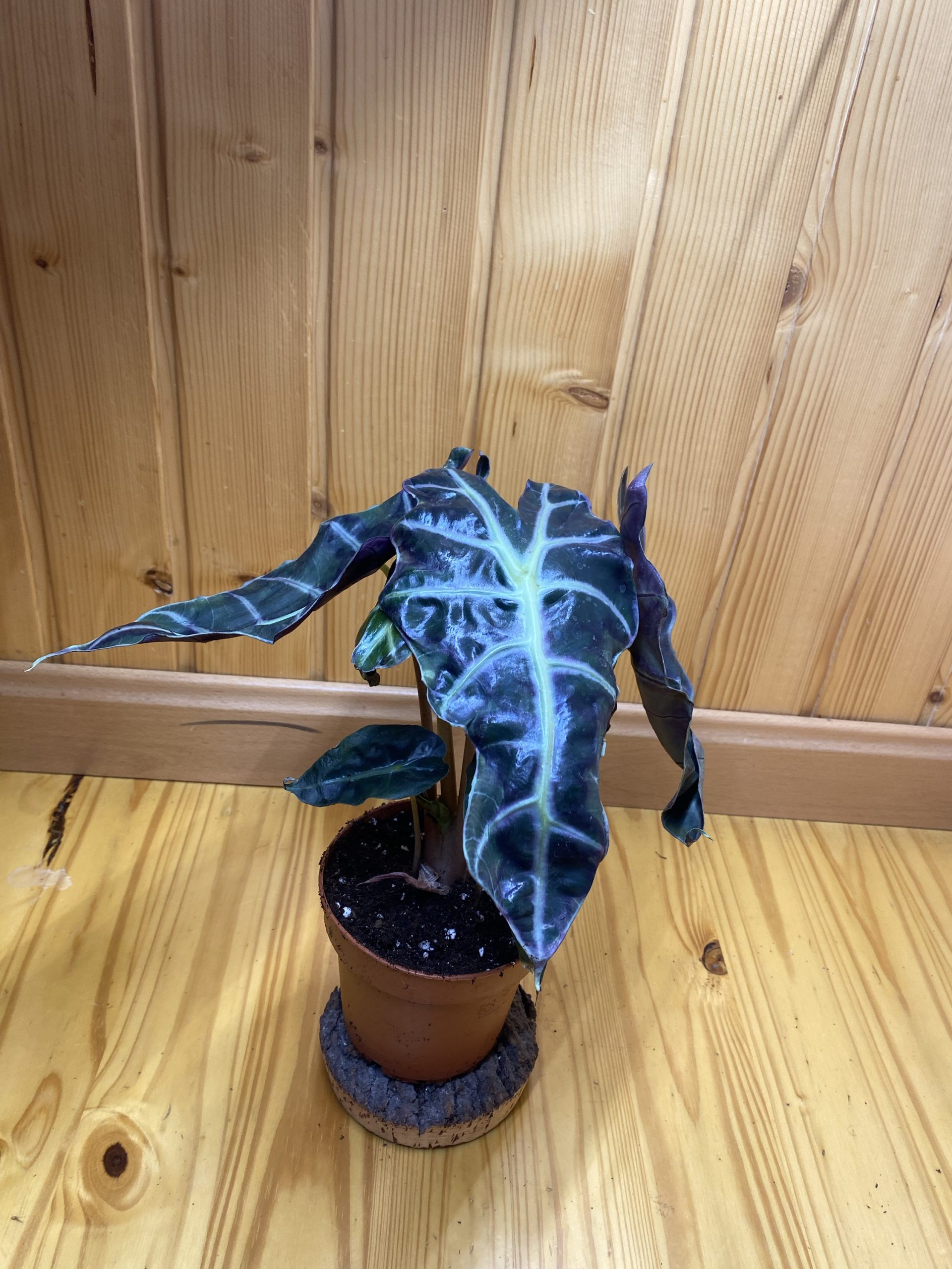 Alocasia polly - Imagen 2