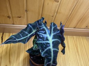 Alocasia polly