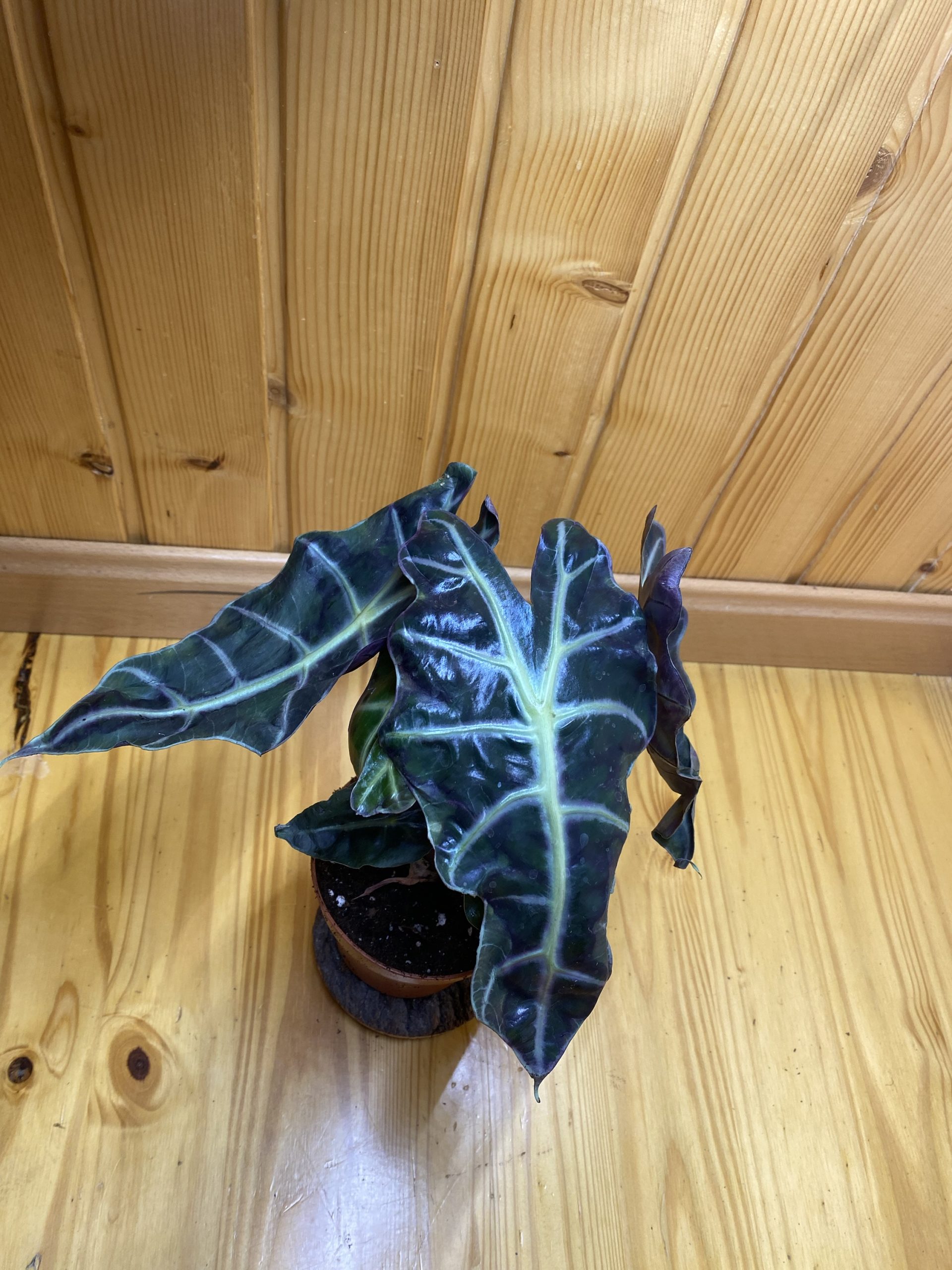 Alocasia polly