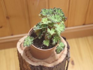 Begonia rex froggy