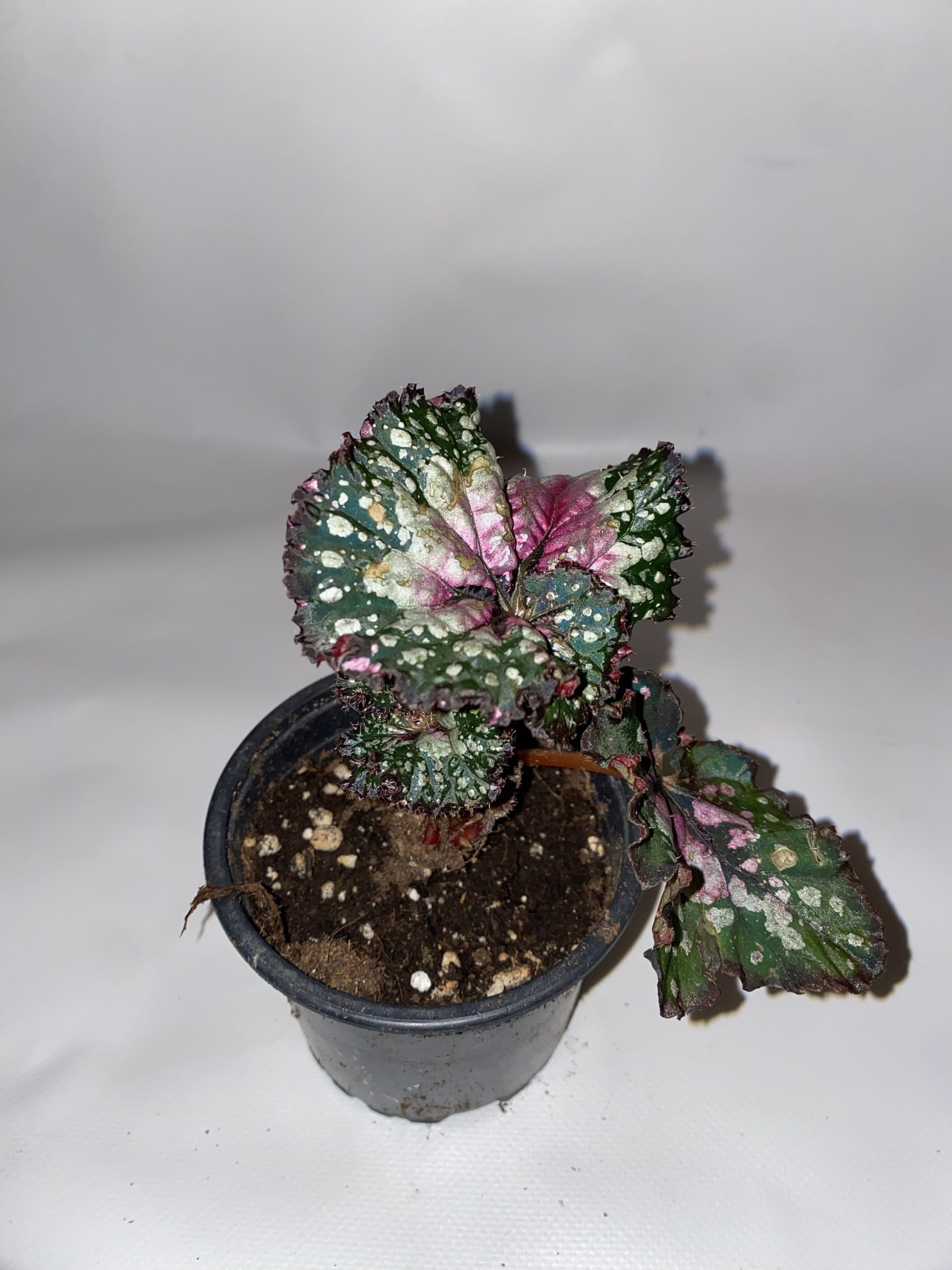 Begonia rex jungle - Imagen 2