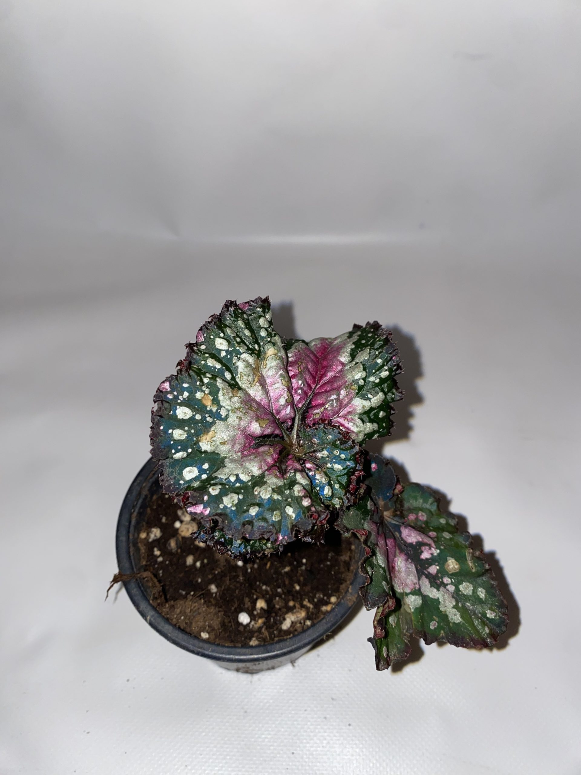 Begonia rex jungle