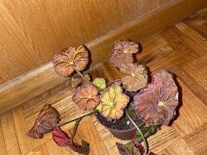 Begonia rex amber autum