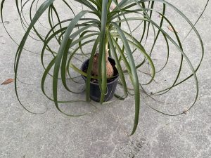 Beaucarnea recurvata pata de elefante