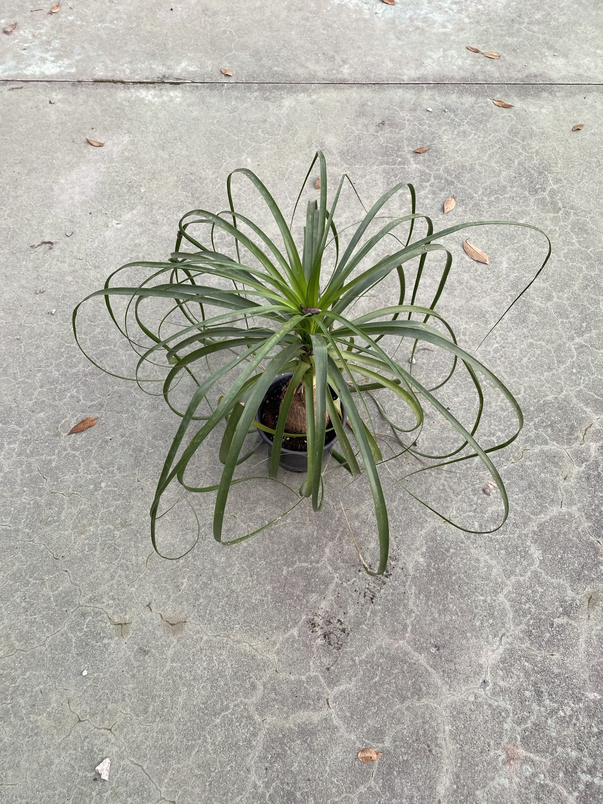 Beaucarnea recurvata pata de elefante - Imagen 2