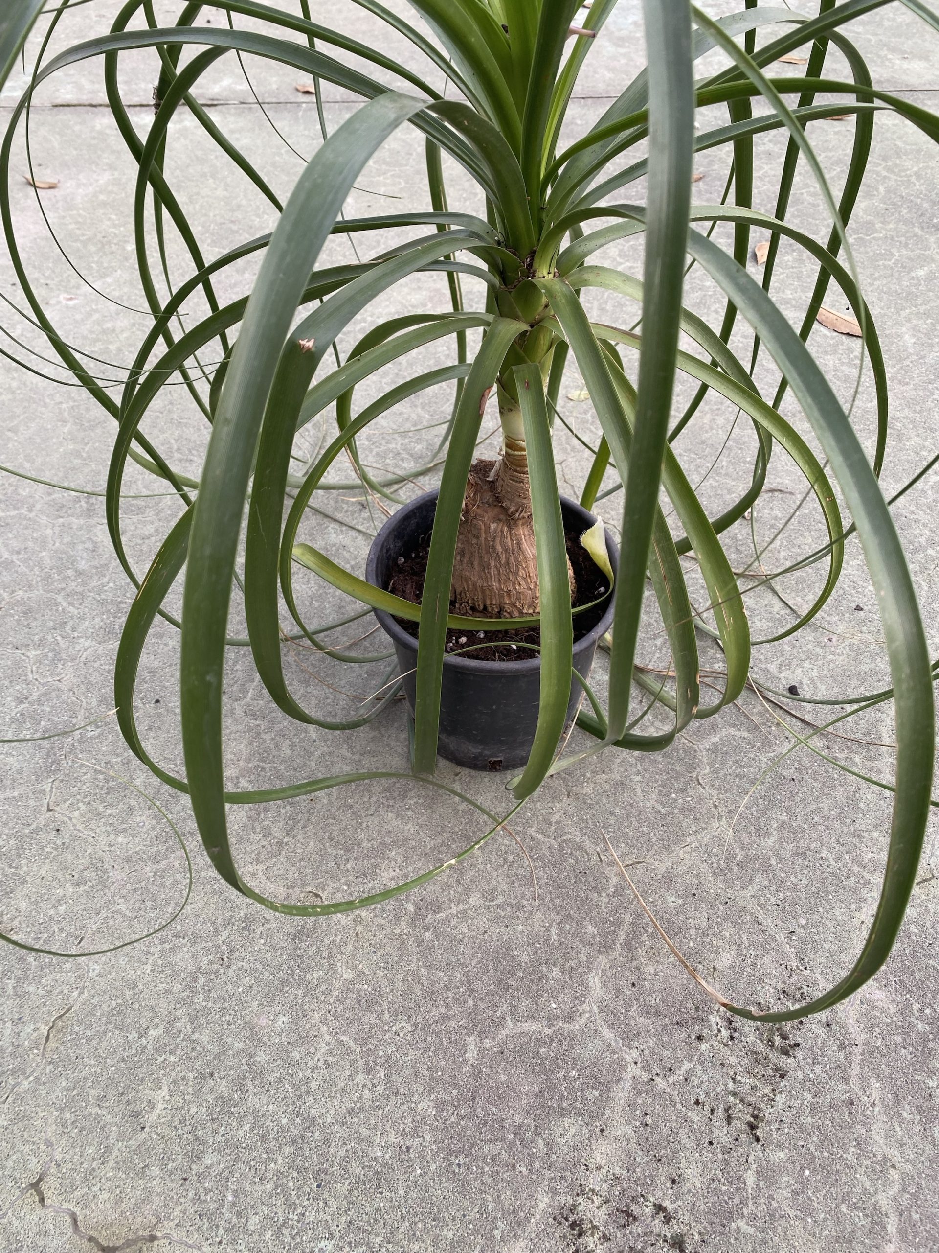 Beaucarnea recurvata pata de elefante - Imagen 3