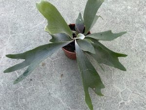 Platycerium bifurcatum cuerno de alce