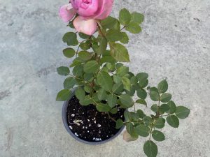 Rosal mini color rosa