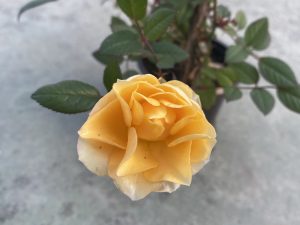 Rosal mini amarillo