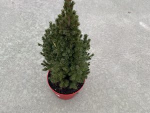 Picea glauca cónica